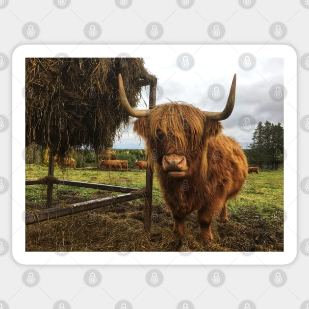 Scottish Highland Cattle Cow 2125 Sticker by SaarelaHighland